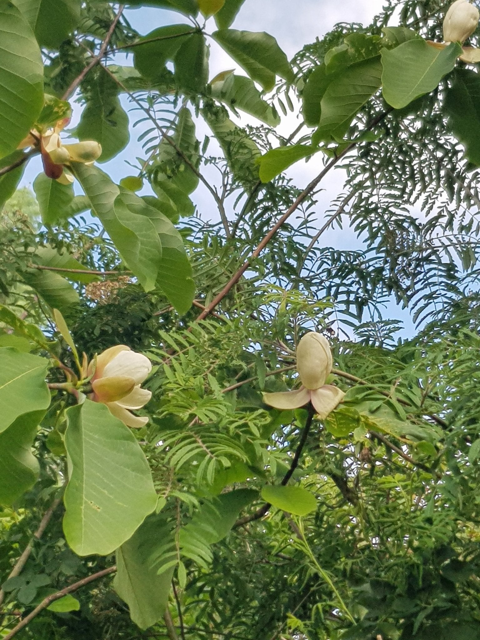 Magnolia hypoleuca (M.obovata) - Herrenkamper Gärten - Pflanzenraritäten