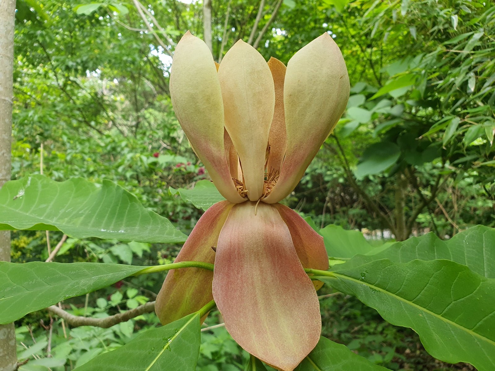 Magnolia hypoleuca (M.obovata) - Herrenkamper Gärten - Pflanzenraritäten