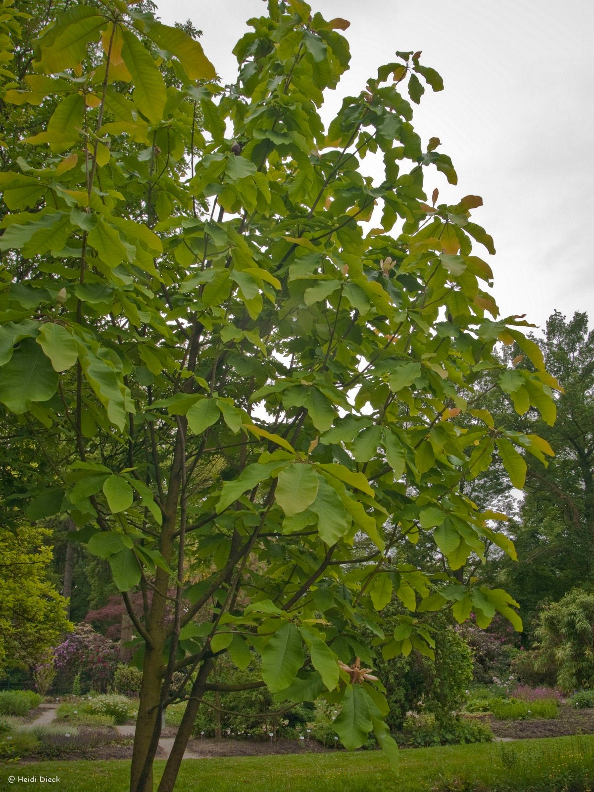 Magnolia hypoleuca (M.obovata) - Herrenkamper Gärten - Pflanzenraritäten