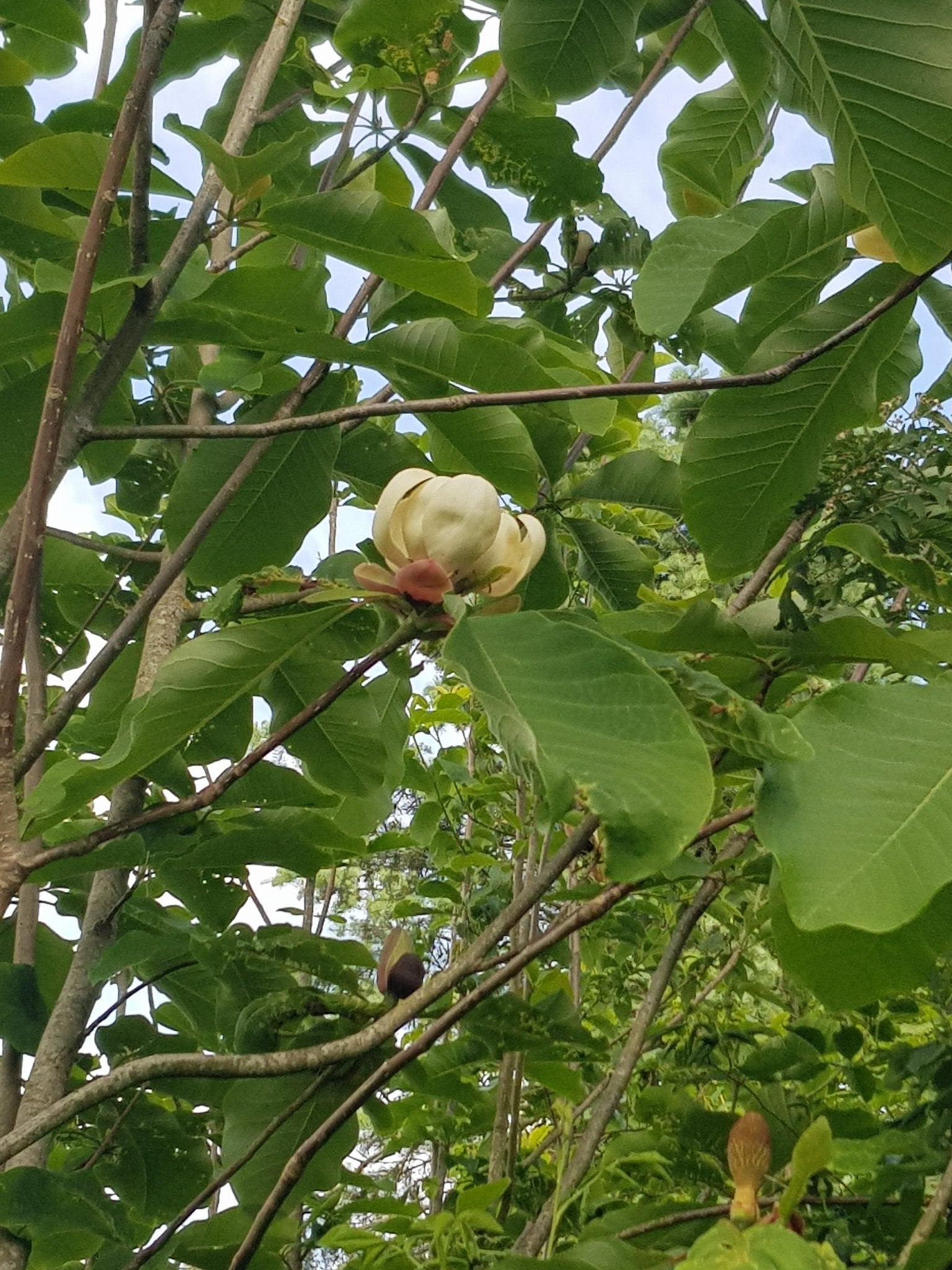 Magnolia hypoleuca (M.obovata) - Herrenkamper Gärten - Pflanzenraritäten