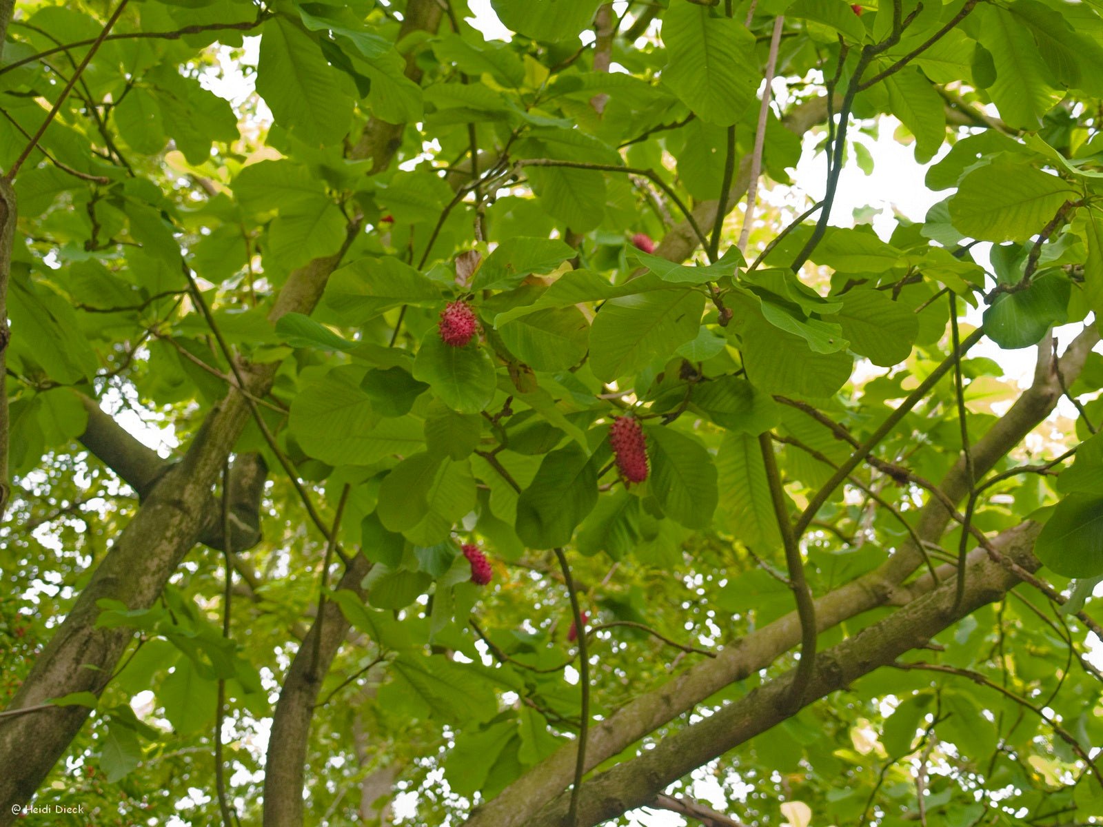 Magnolia hypoleuca (M.obovata) - Herrenkamper Gärten - Pflanzenraritäten