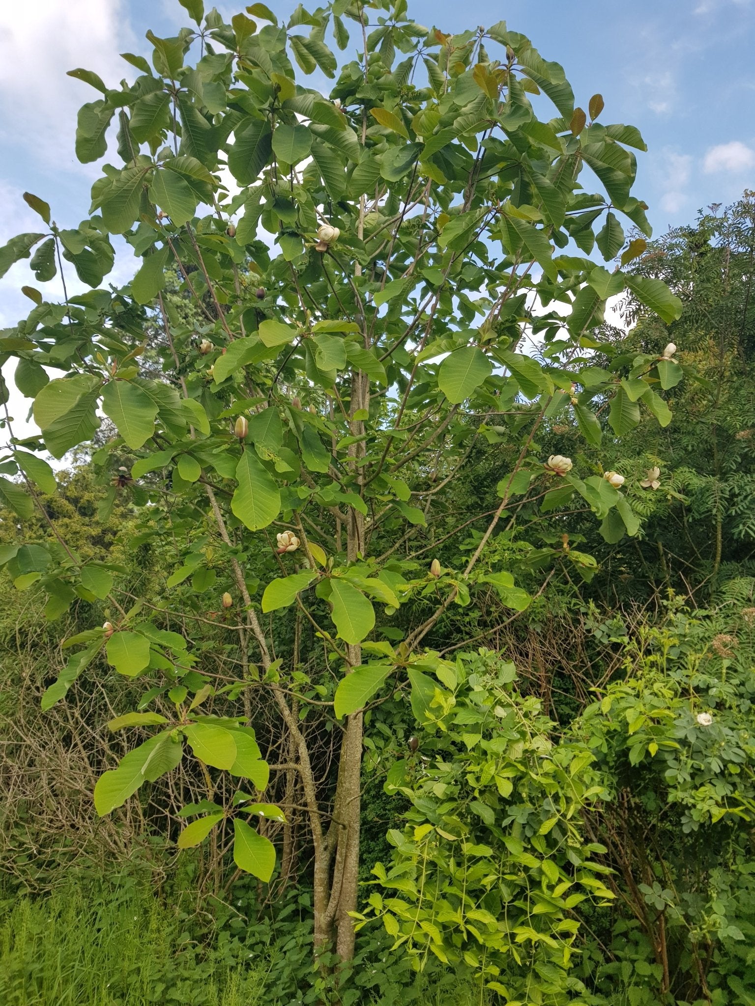 Magnolia hypoleuca (M.obovata) - Herrenkamper Gärten - Pflanzenraritäten