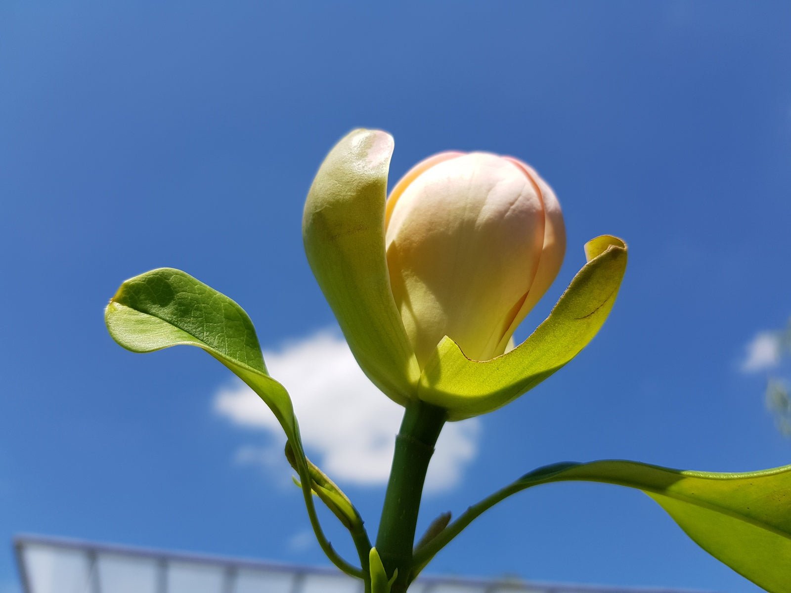 Magnolia insignis - Herrenkamper Gärten - Pflanzenraritäten