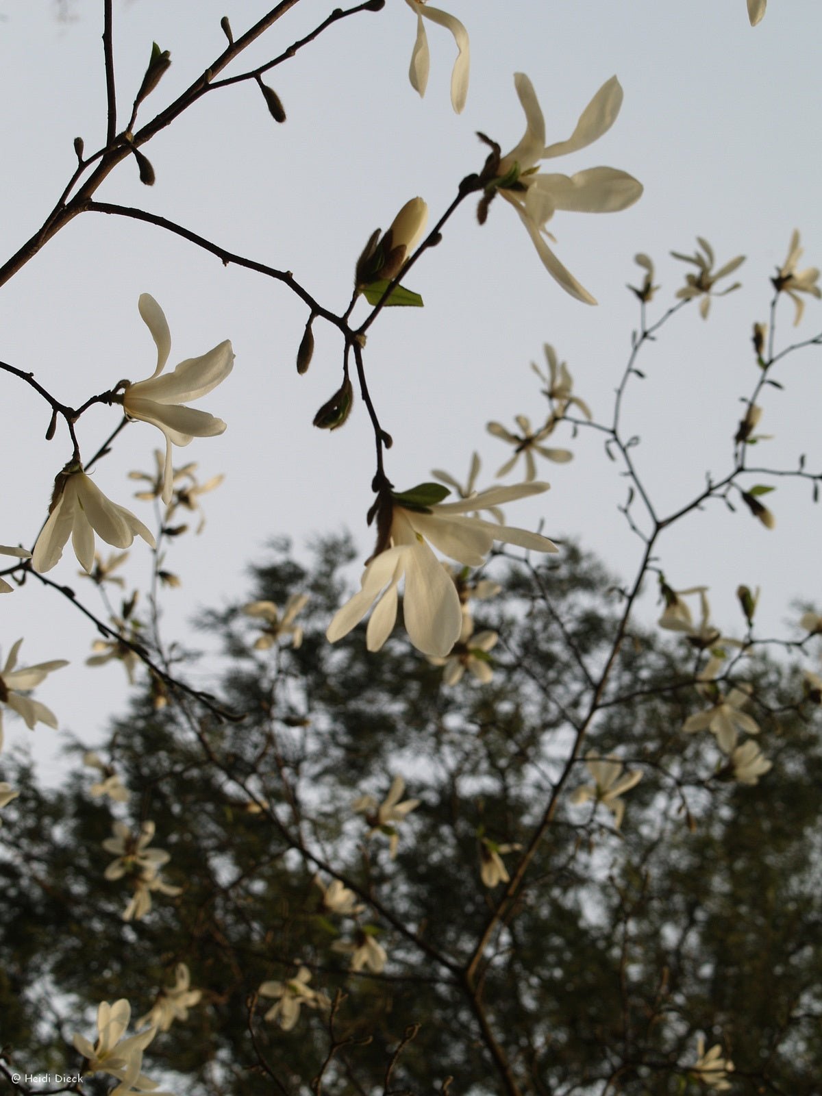 Magnolia kobus - Herrenkamper Gärten - Pflanzenraritäten