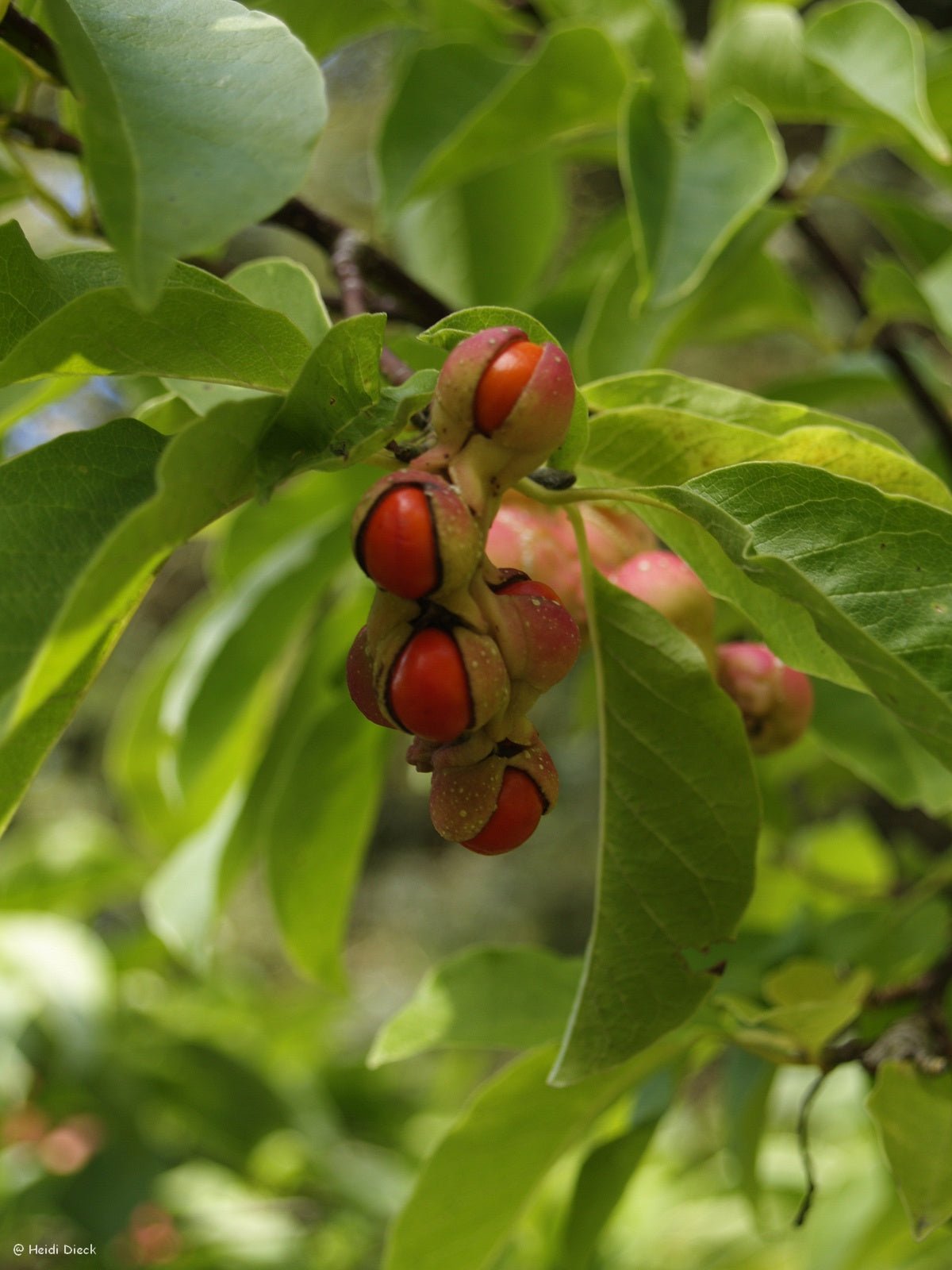 Magnolia kobus - Herrenkamper Gärten - Pflanzenraritäten