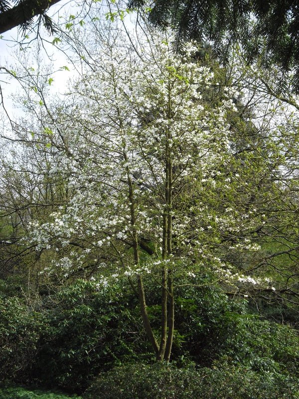 Magnolia kobus - Herrenkamper Gärten - Pflanzenraritäten