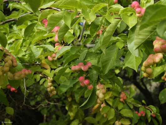 Magnolia kobus - Herrenkamper Gärten - Pflanzenraritäten