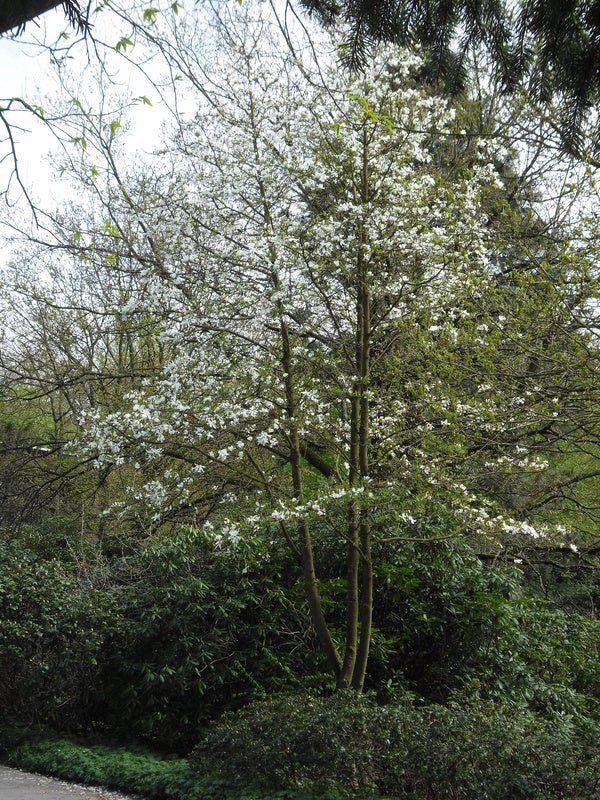 Magnolia kobus - Herrenkamper Gärten - Pflanzenraritäten