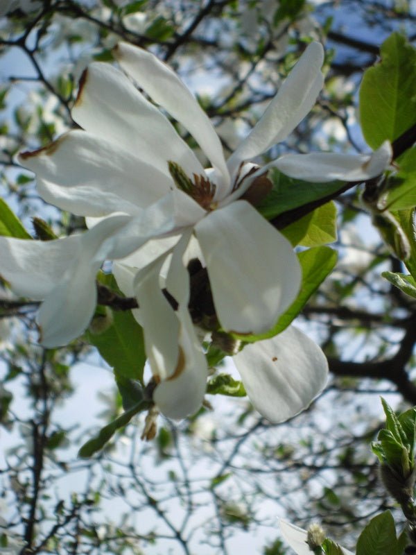 Magnolia kobus - Herrenkamper Gärten - Pflanzenraritäten