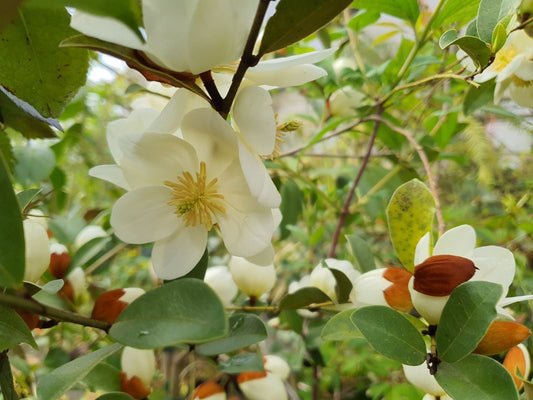 Magnolia laevifolia 'Gails Favorite' (syn. Michelia yunnanensis) - Herrenkamper Gärten - Pflanzenraritäten