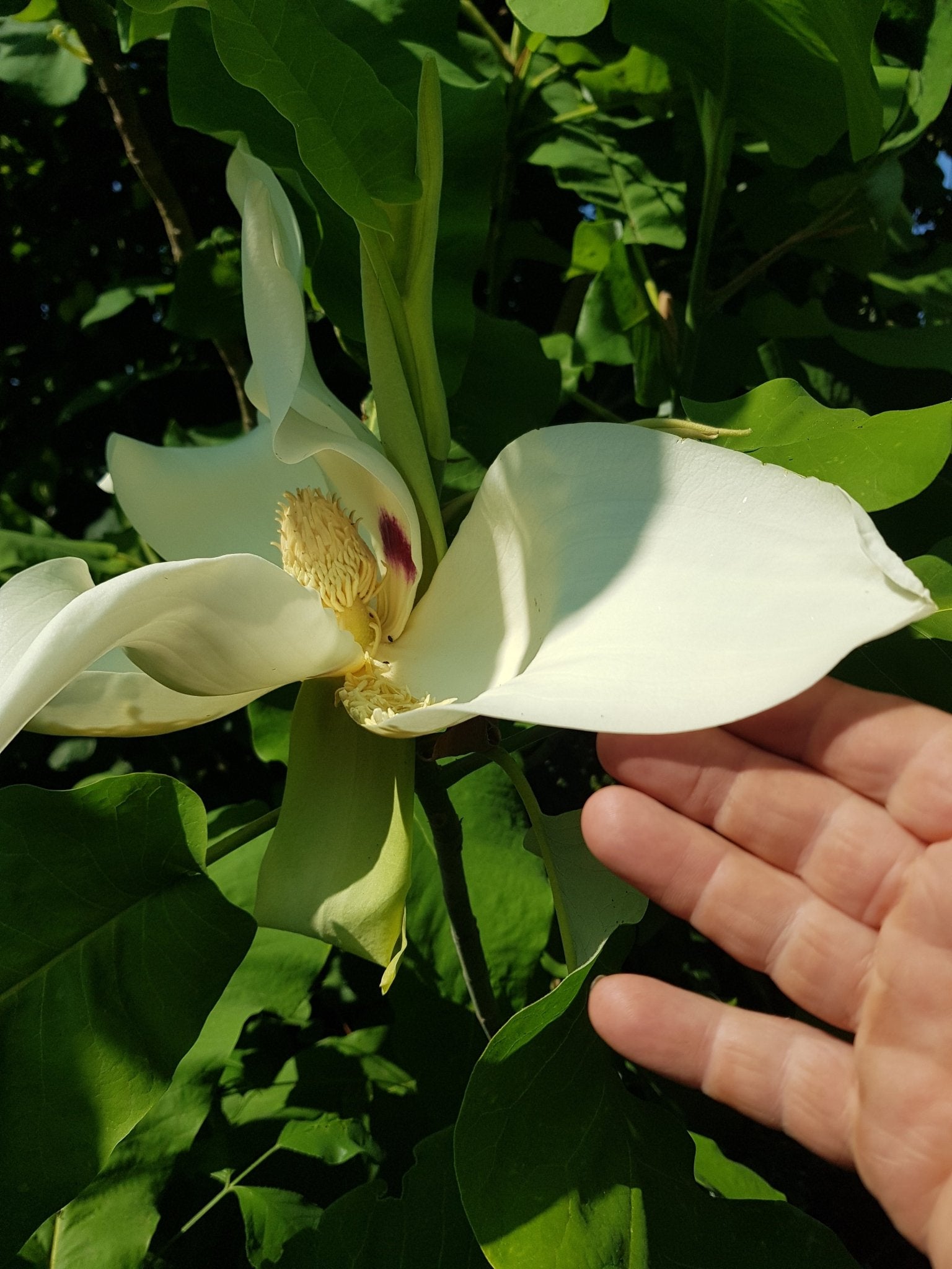 Magnolia macrophylla - Herrenkamper Gärten - Pflanzenraritäten