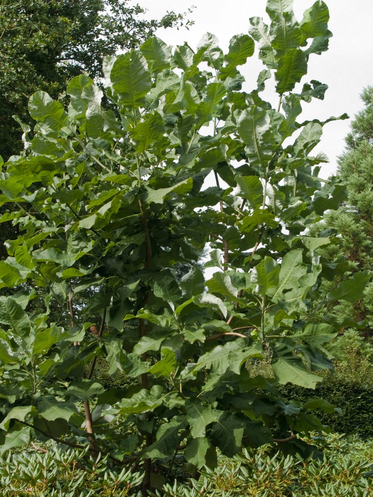 Magnolia macrophylla - Herrenkamper Gärten - Pflanzenraritäten