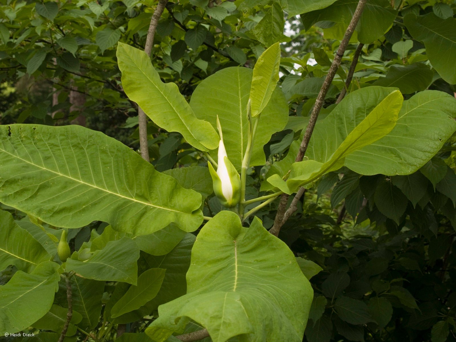 Magnolia macrophylla - Herrenkamper Gärten - Pflanzenraritäten