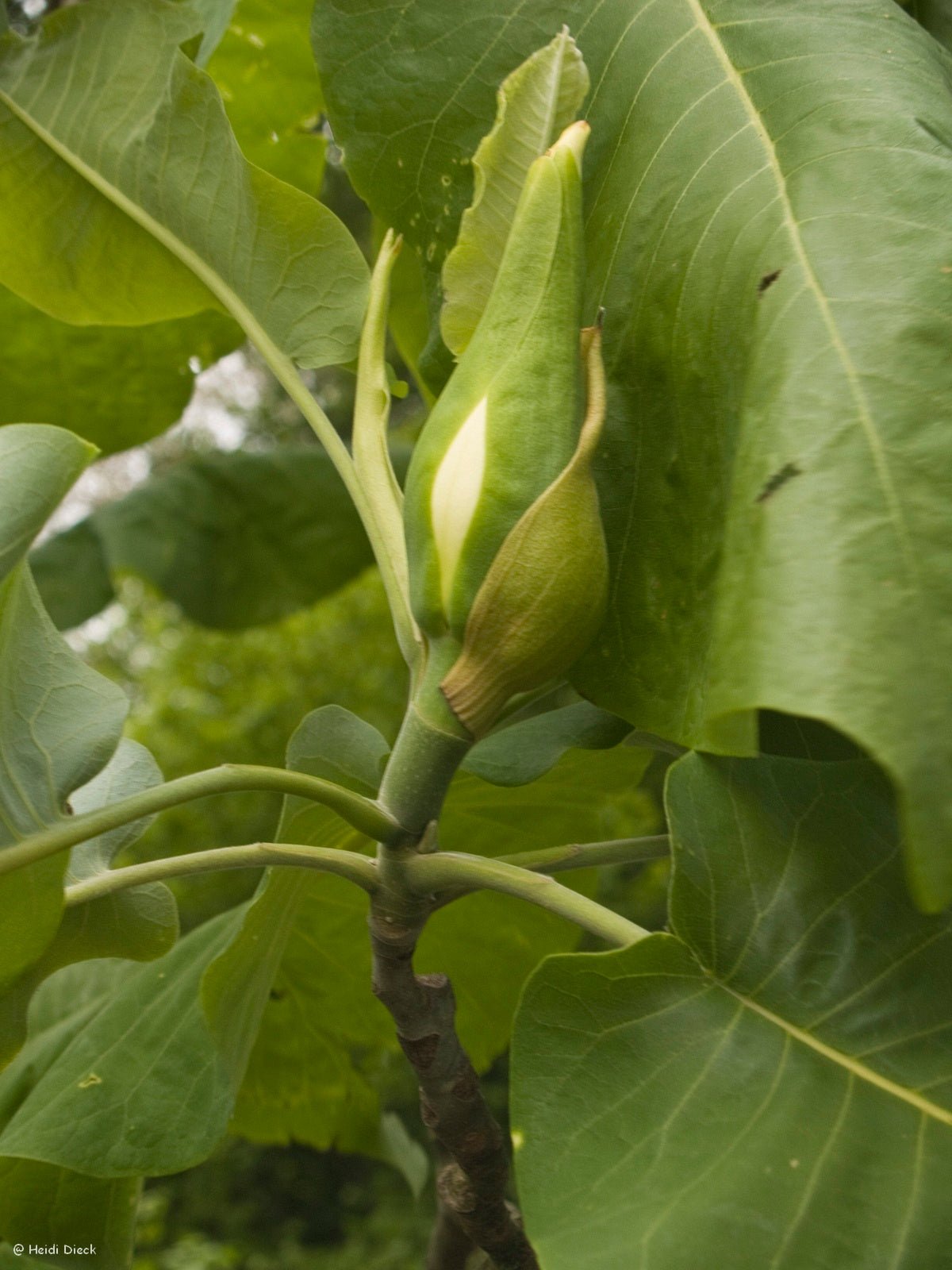 Magnolia macrophylla - Herrenkamper Gärten - Pflanzenraritäten