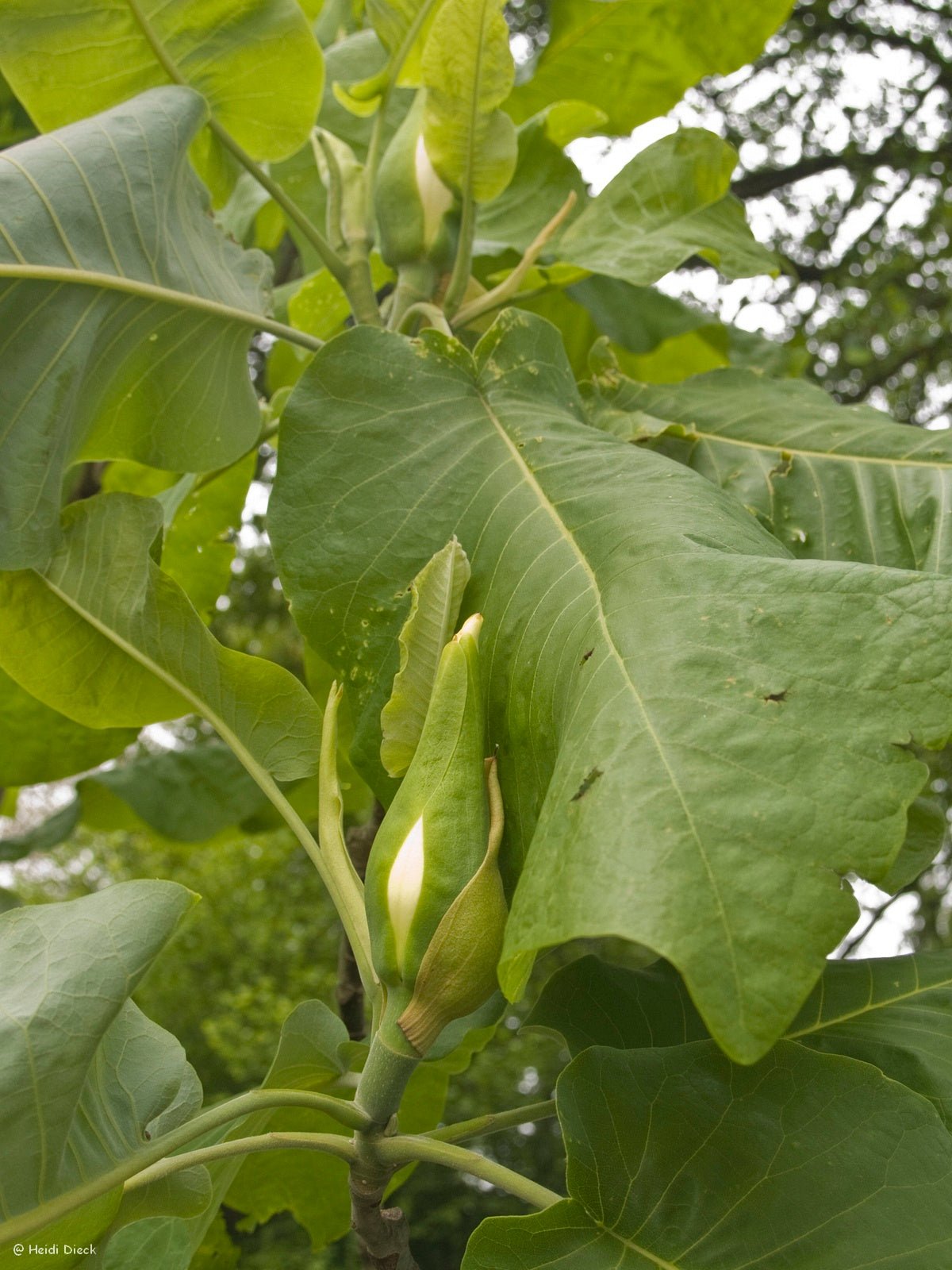 Magnolia macrophylla - Herrenkamper Gärten - Pflanzenraritäten