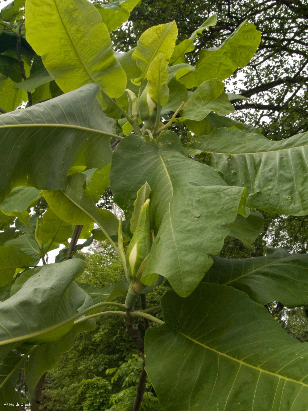 Magnolia macrophylla - Herrenkamper Gärten - Pflanzenraritäten