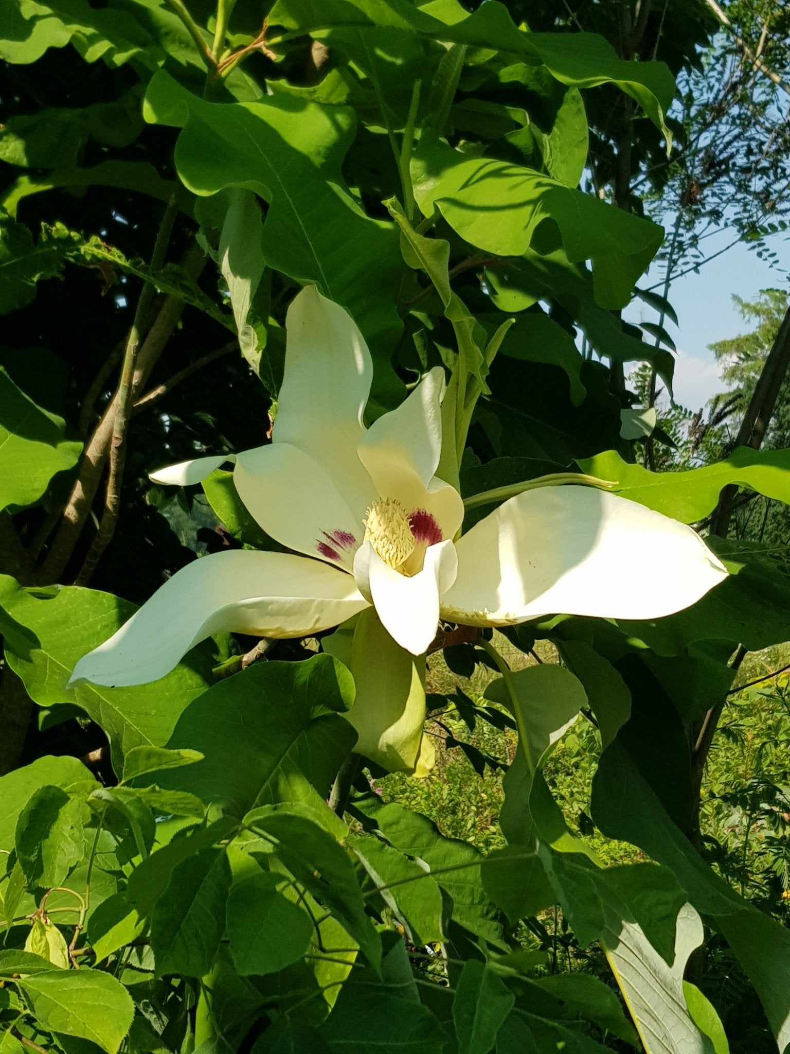 Magnolia macrophylla - Herrenkamper Gärten - Pflanzenraritäten