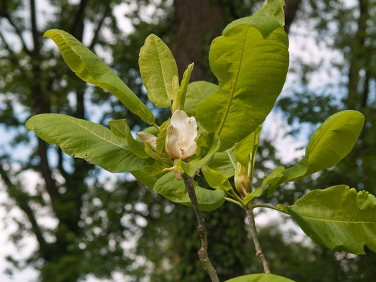 Magnolia macrophylla - Herrenkamper Gärten - Pflanzenraritäten