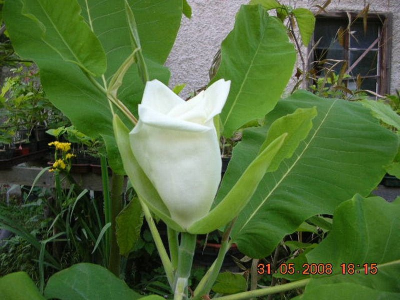 Magnolia macrophylla ssp ashei - Herrenkamper Gärten - Pflanzenraritäten