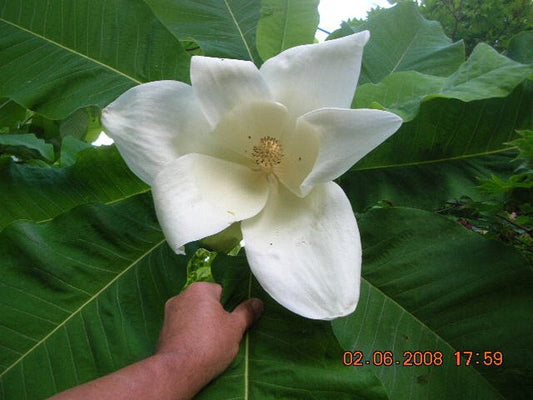 Magnolia macrophylla ssp ashei - Herrenkamper Gärten - Pflanzenraritäten