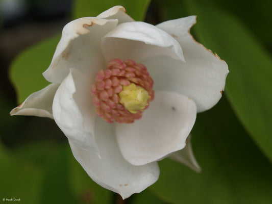 Magnolia sieboldii - Herrenkamper Gärten - Pflanzenraritäten