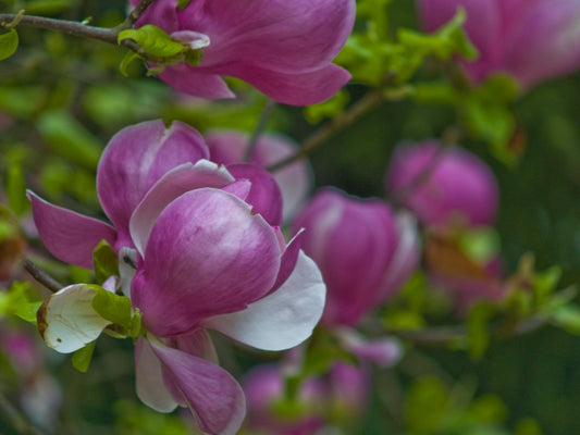 Magnolia soulangiana 'Rustica Rubra' - Herrenkamper Gärten - Pflanzenraritäten