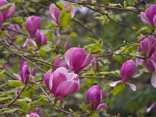Magnolia soulangiana 'Rustica Rubra' - Herrenkamper Gärten - Pflanzenraritäten