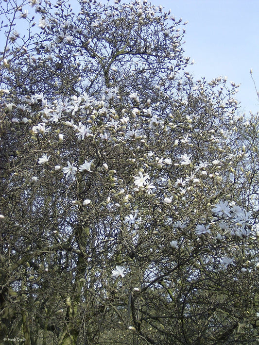 Magnolia stellata - Herrenkamper Gärten - Pflanzenraritäten