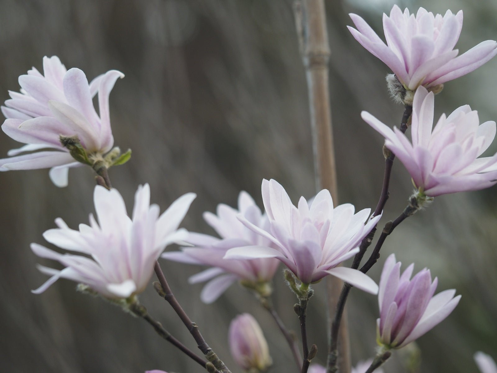 Magnolia stellata 'Rosea' - Herrenkamper Gärten - Pflanzenraritäten