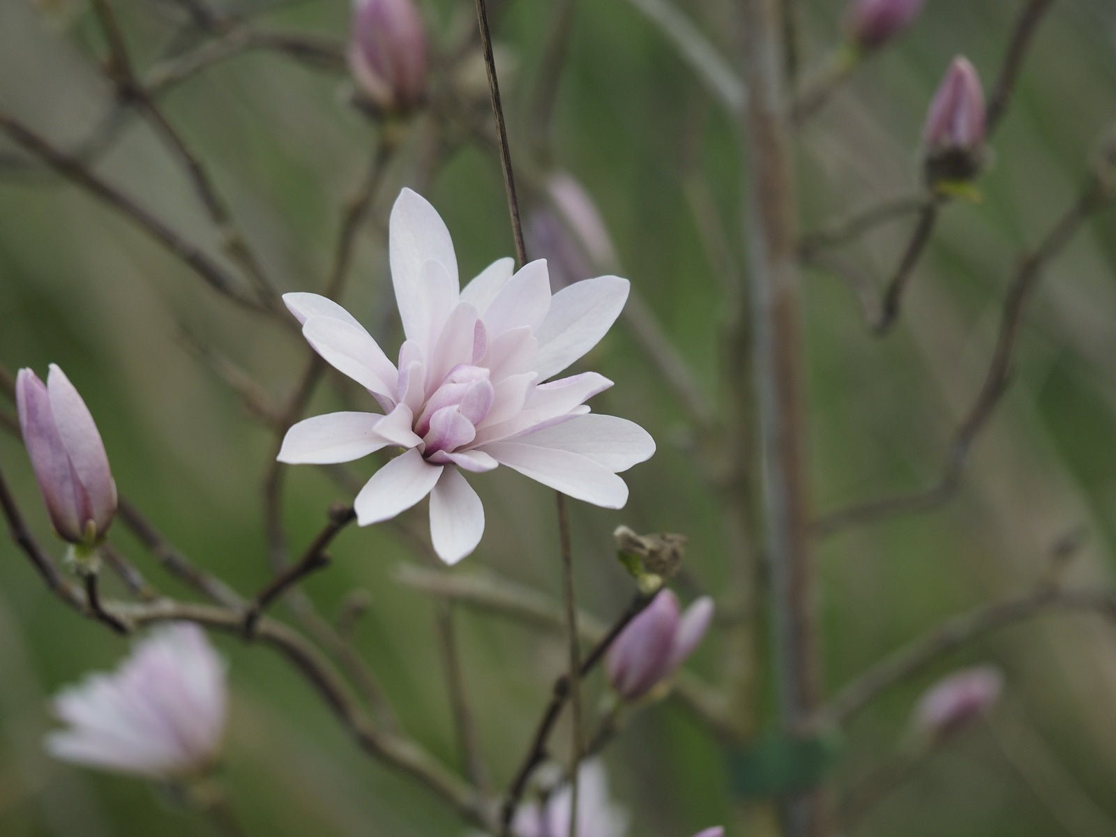 Magnolia stellata 'Rosea' - Herrenkamper Gärten - Pflanzenraritäten