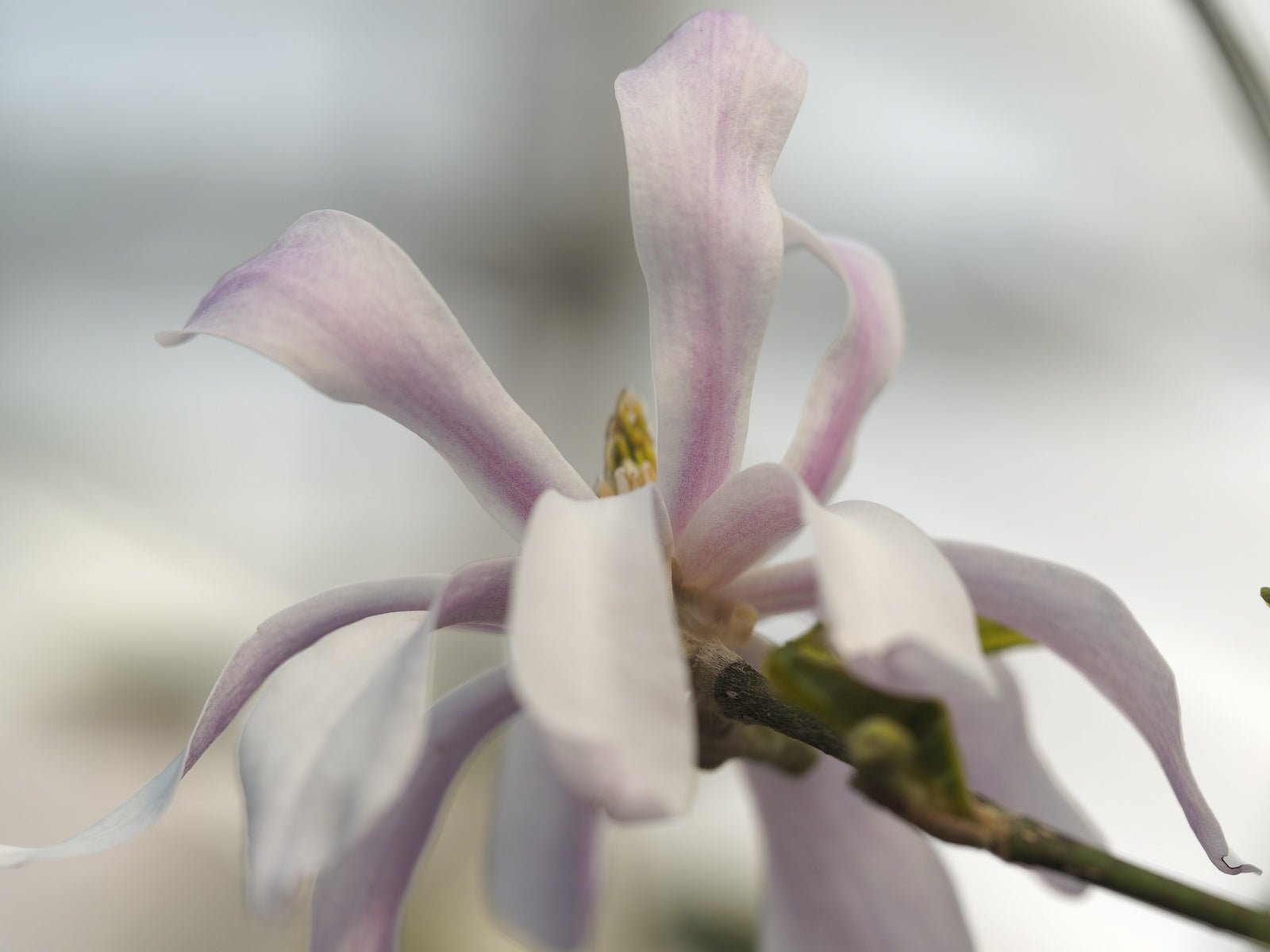 Magnolia stellata 'Rosea' - Herrenkamper Gärten - Pflanzenraritäten