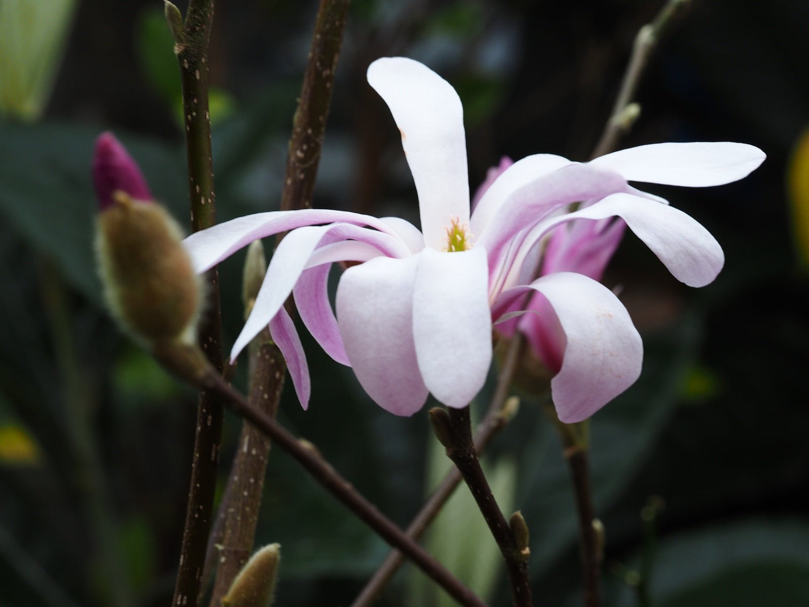 Magnolia stellata 'Rosea' - Herrenkamper Gärten - Pflanzenraritäten