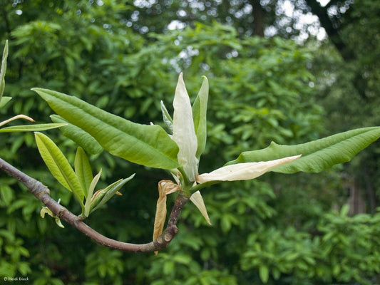 Magnolia tripetala - Herrenkamper Gärten - Pflanzenraritäten