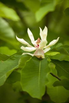 Magnolia tripetala x hypoleuca (Magnolia tripetala x obovata) - Herrenkamper Gärten - Pflanzenraritäten