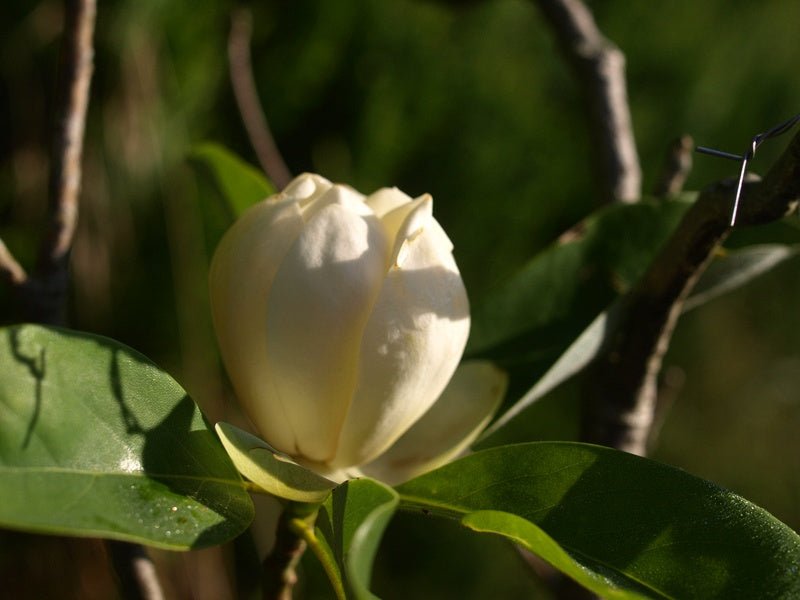 Magnolia virginiana - Herrenkamper Gärten - Pflanzenraritäten