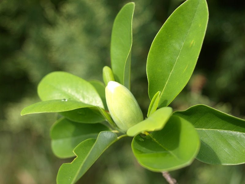 Magnolia virginiana - Herrenkamper Gärten - Pflanzenraritäten