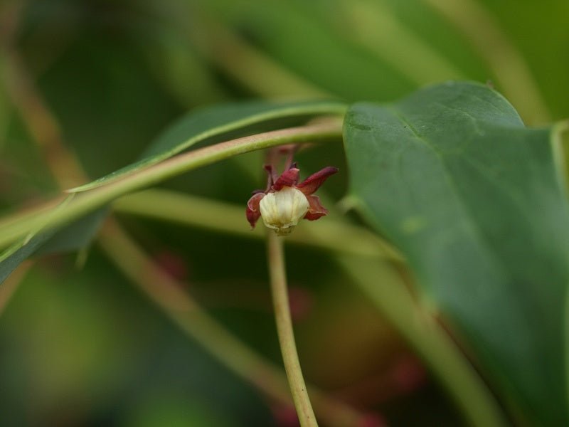 Mahonia gracilipes - Herrenkamper Gärten - Pflanzenraritäten