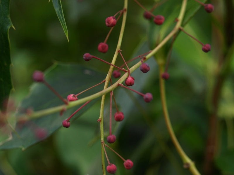 Mahonia gracilipes - Herrenkamper Gärten - Pflanzenraritäten