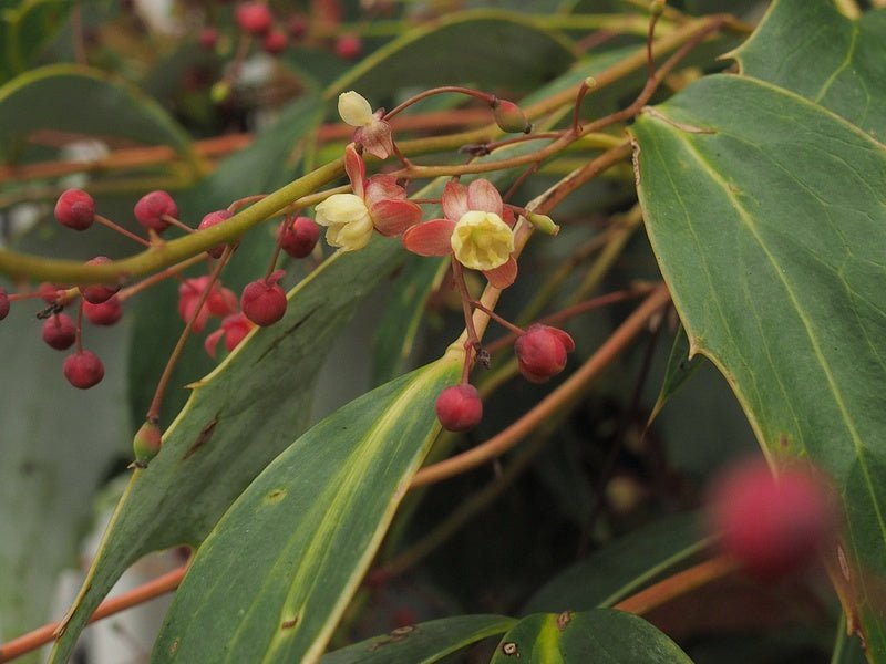 Mahonia gracilipes - Herrenkamper Gärten - Pflanzenraritäten