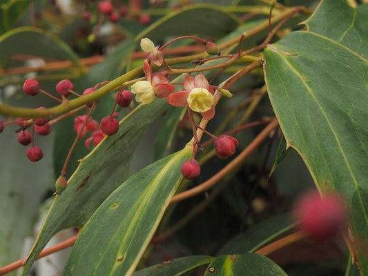 Mahonia gracilipes - Herrenkamper Gärten - Pflanzenraritäten