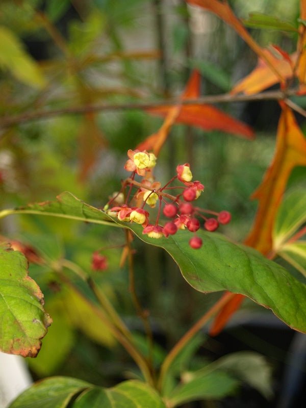 Mahonia gracilipes - Herrenkamper Gärten - Pflanzenraritäten