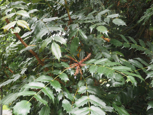 Mahonia japonica - Herrenkamper Gärten - Pflanzenraritäten