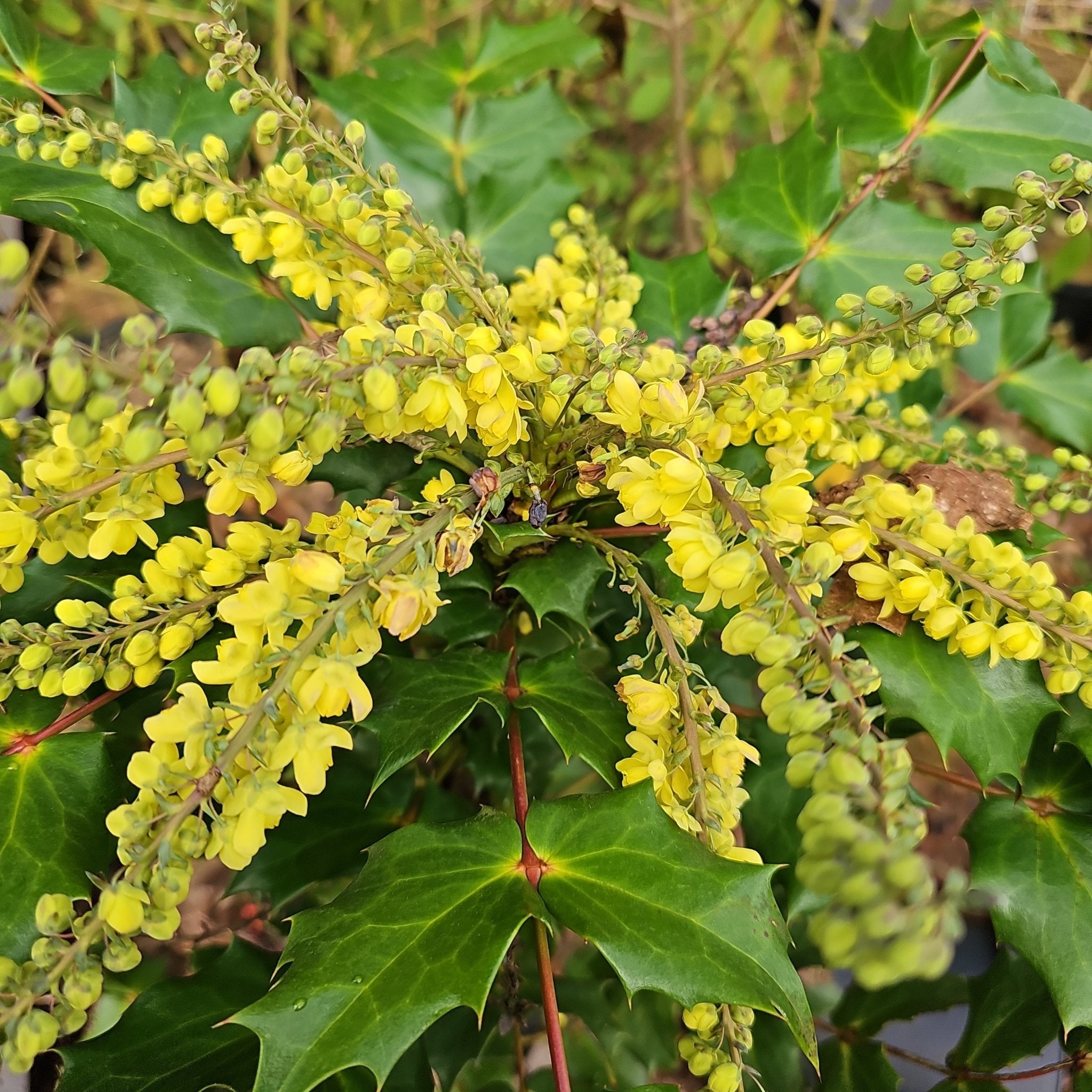 Mahonia japonica - Herrenkamper Gärten - Pflanzenraritäten