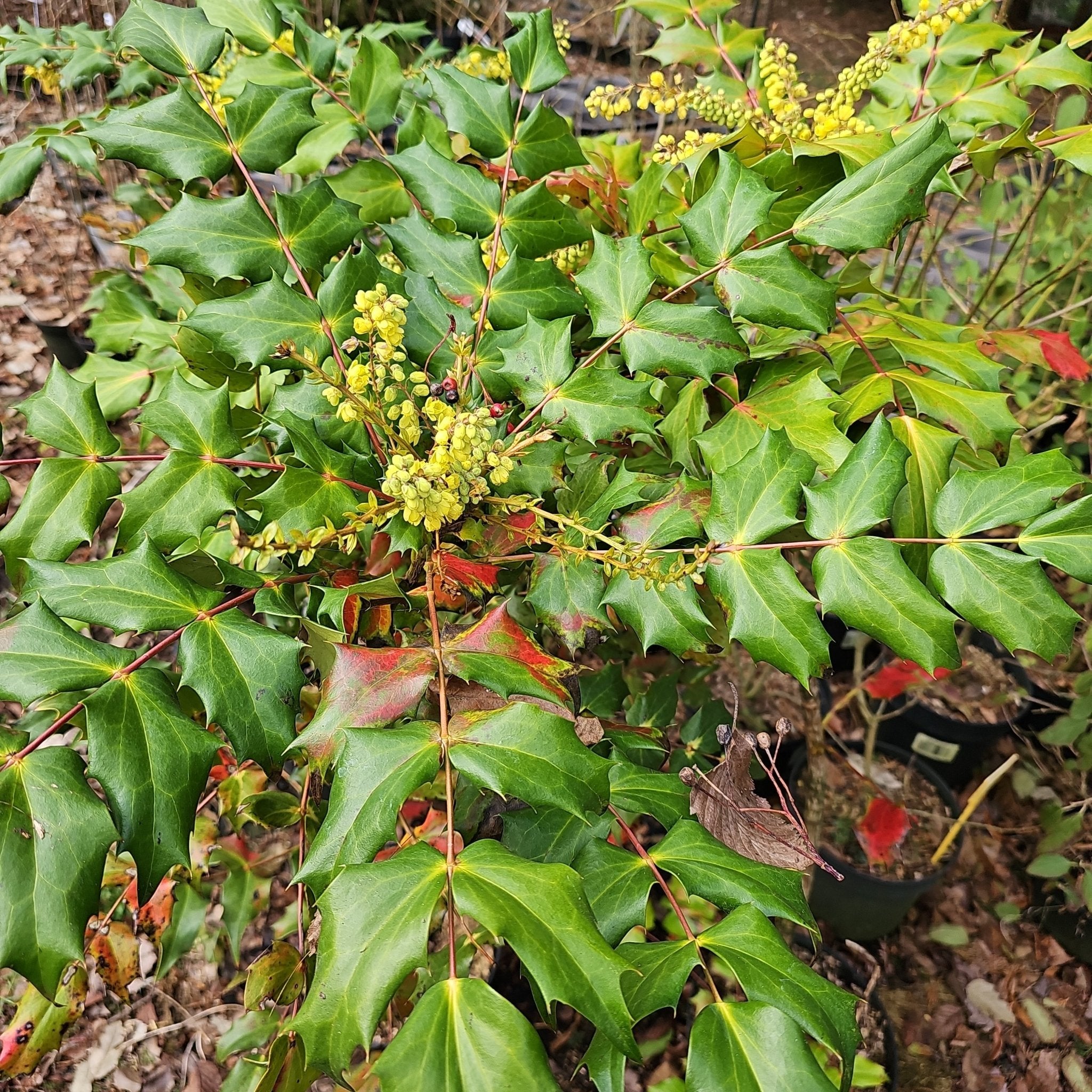 Mahonia japonica - Herrenkamper Gärten - Pflanzenraritäten