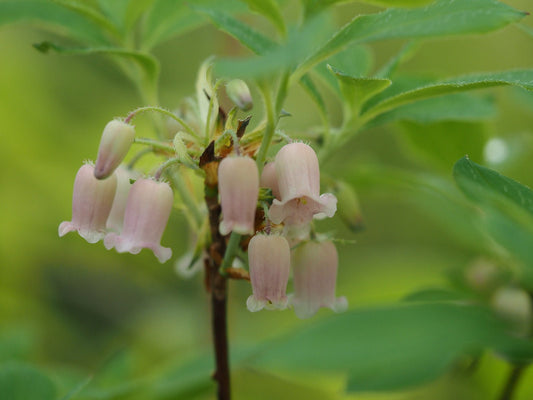 Menziesia ciliicalyx 'Honshu Blue' - Herrenkamper Gärten - Pflanzenraritäten