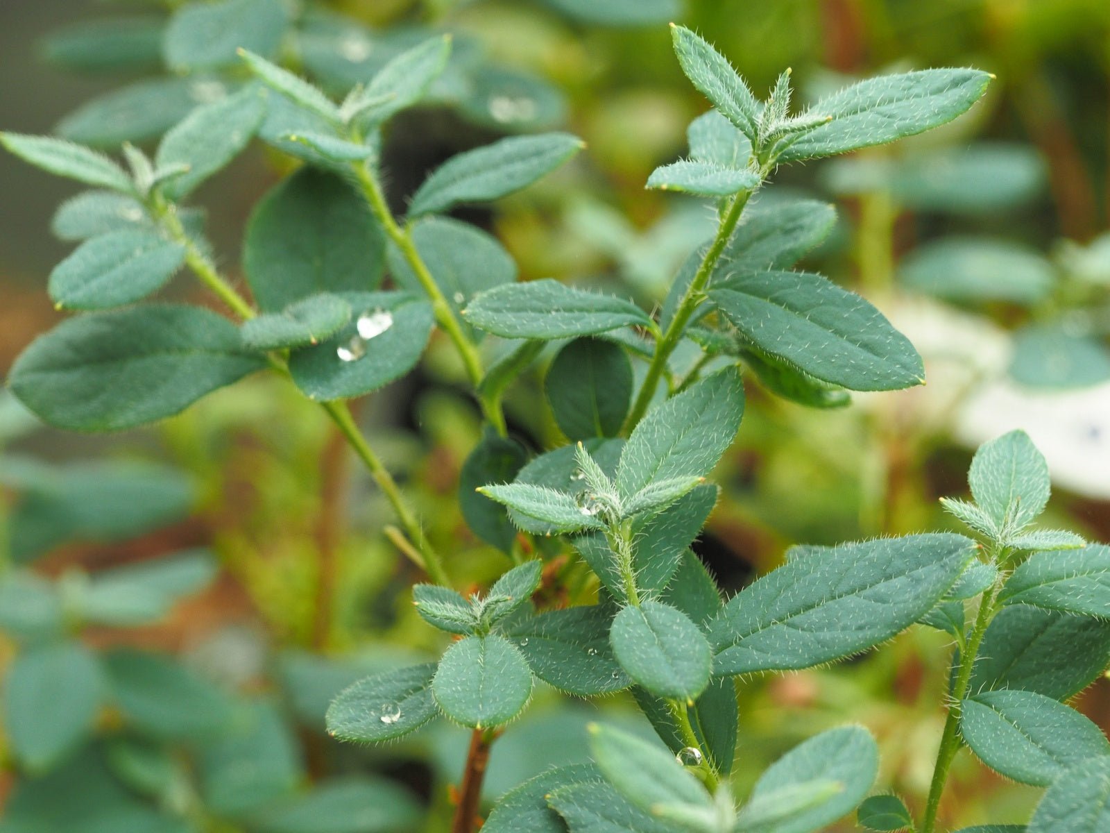 Menziesia ciliicalyx 'Spring Morning' - Herrenkamper Gärten - Pflanzenraritäten