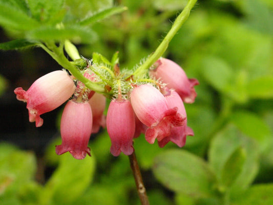 Menziesia ciliicalyx var. purpurea - Herrenkamper Gärten - Pflanzenraritäten