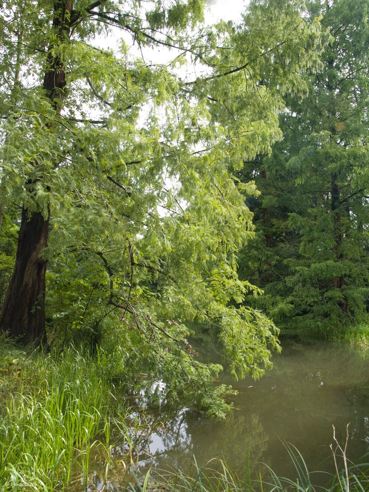 Metasequoia glyptostroboides - Herrenkamper Gärten - Pflanzenraritäten