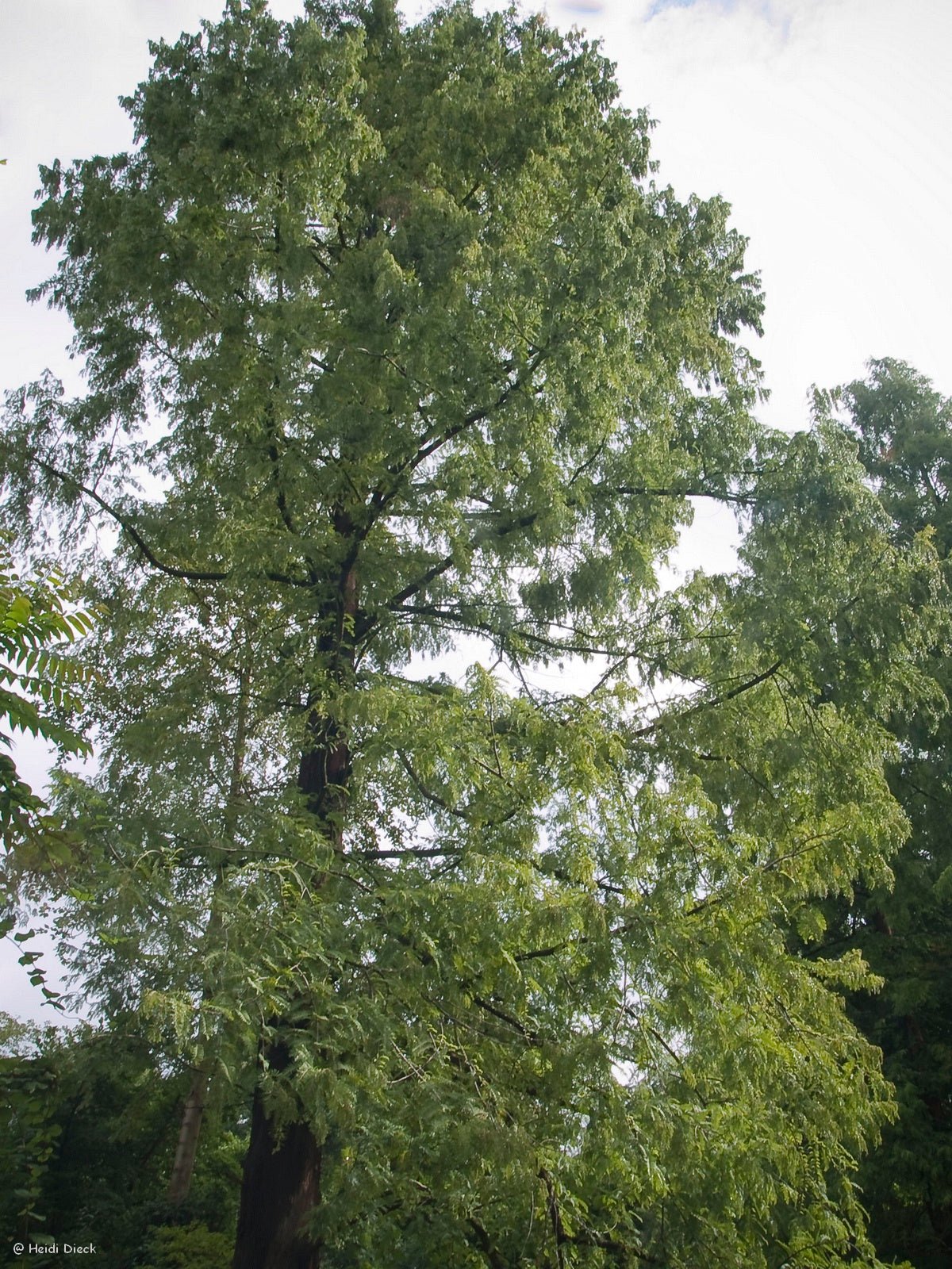 Metasequoia glyptostroboides - Herrenkamper Gärten - Pflanzenraritäten