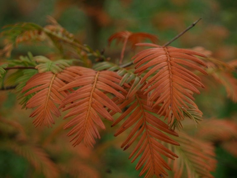 Metasequoia glyptostroboides - Herrenkamper Gärten - Pflanzenraritäten